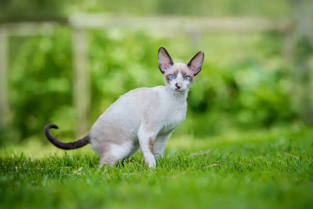 A charming Cream Cornish Rex cat with wavy fur and large ears, exhibiting a playful and mischievous expression.