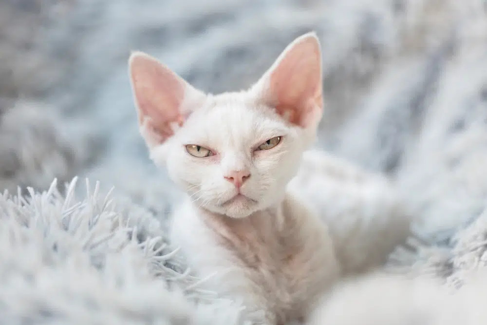 A striking Cream Devon Rex cat with large ears, wavy fur, and expressive eyes, exhibiting a charming and friendly demeanor.