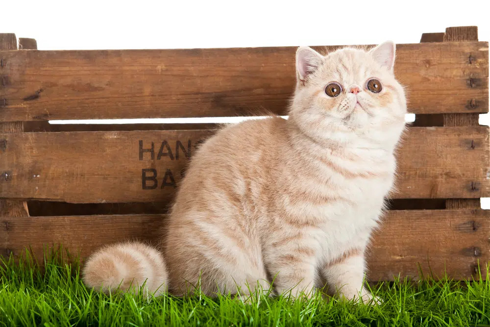 An adorable Cream Exotic Shorthair cat with a flat face and short, plush fur, exuding a gentle and docile charm.