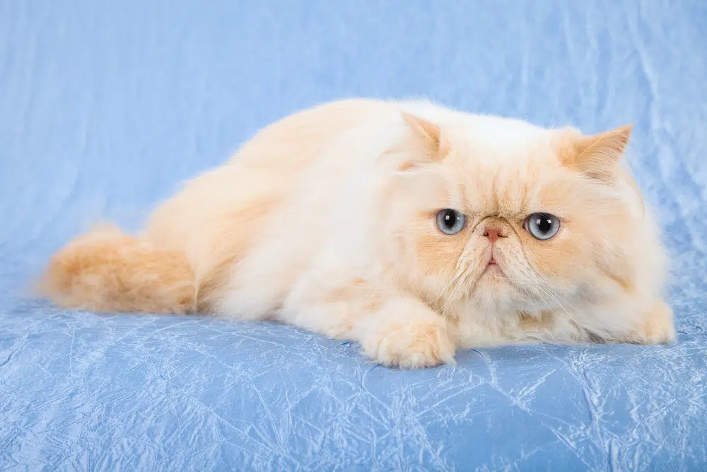 A serene Cream Himalayan Cat with long, flowing blonde fur and striking blue eyes, exhibiting a calm and gentle demeanor.