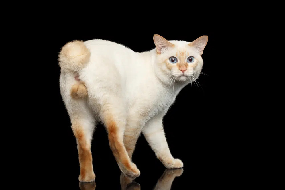 A graceful Cream Japanese Bobtail cat with a distinctive bobbed tail, looking alert and intelligent.