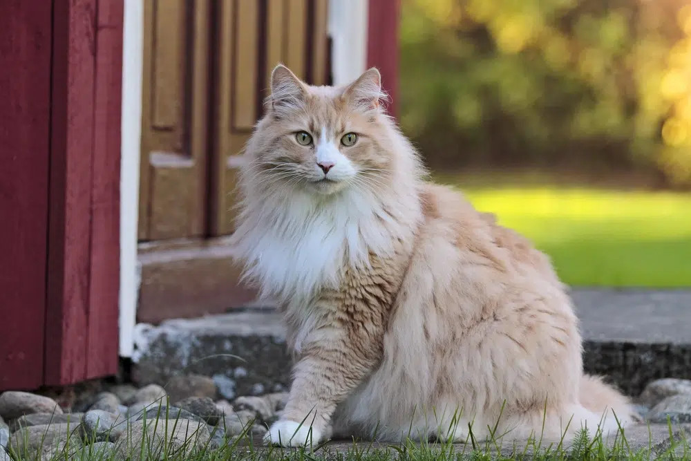 A majestic cream Norwegian Forest Cat outdoors, showcasing its large size and thick, weather-resistant blonde coat.