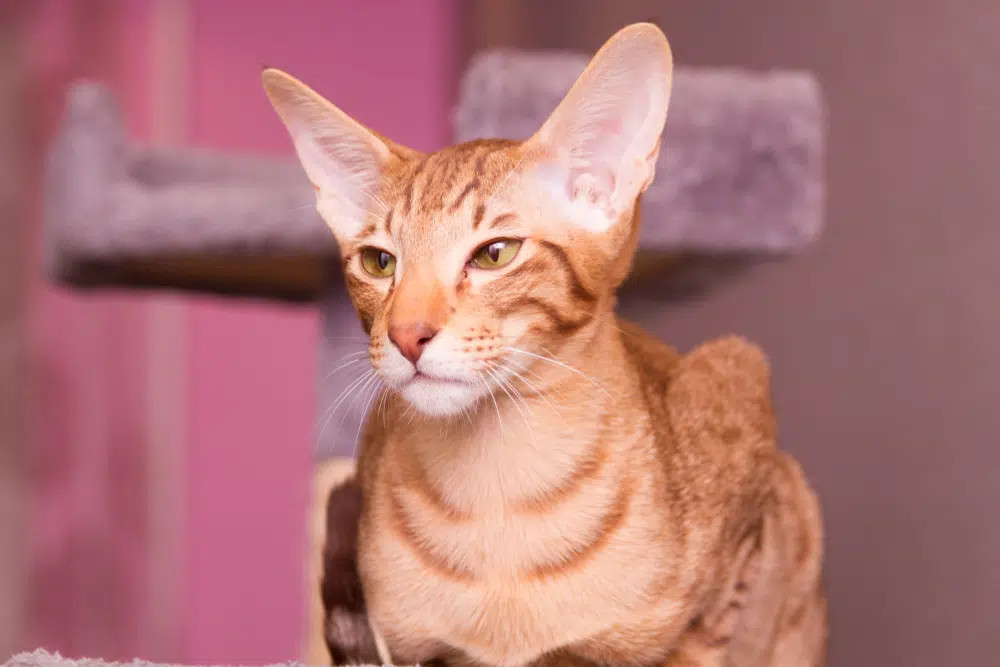 A sleek Cream Oriental Shorthair cat with large, pointed ears, and a curious, intelligent gaze.