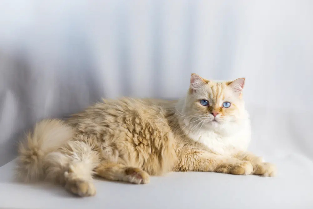 A beautiful Cream Ragdoll cat with striking blue eyes and a semi-long, soft blonde coat, exhibiting a relaxed posture.