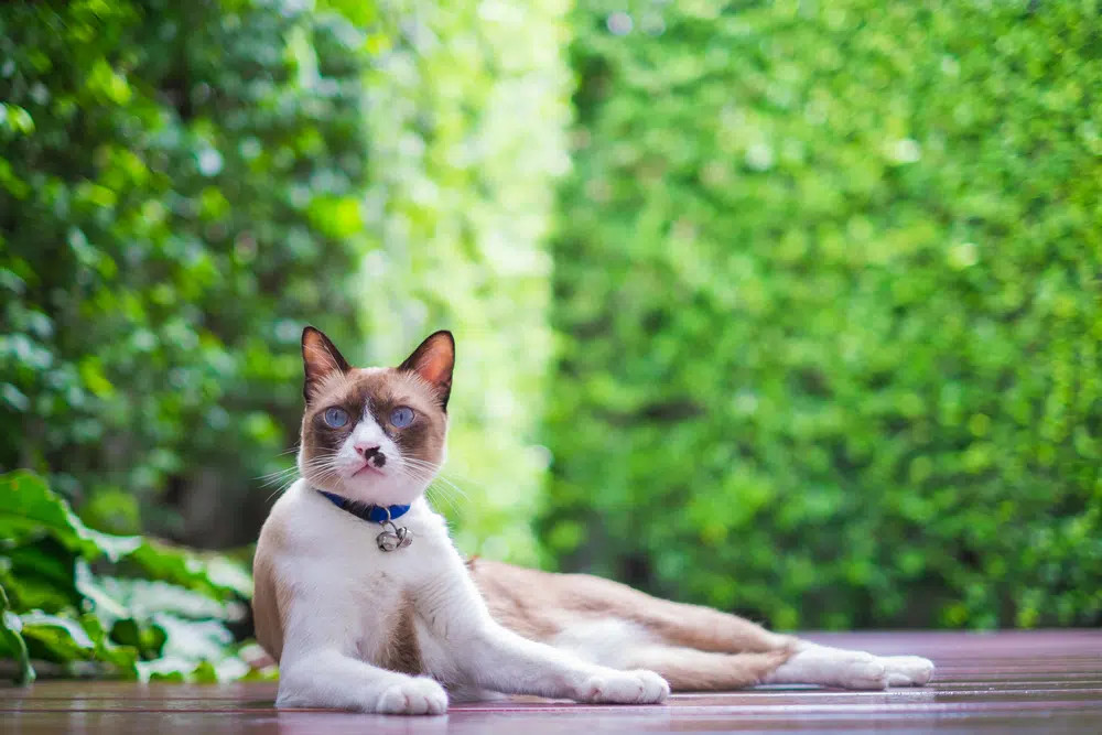 A charming Cream Snowshoe Cat with white paws (snowshoes) and blue eyes, exhibiting a playful and gentle nature.