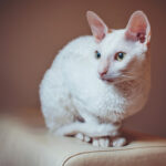 A Cornish Rex cat with a curious expression sits elegantly on a sofa.