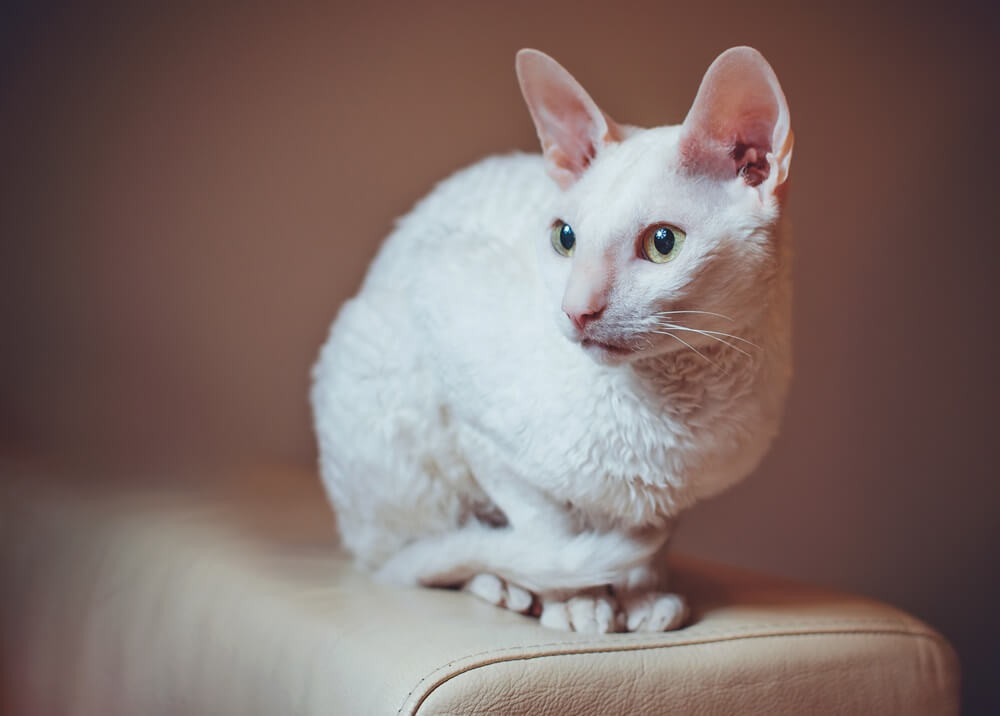 A Cornish Rex cat with a curious expression sits elegantly on a sofa.