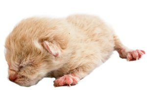 Denby, a day-old kitten, showcases the typical closed eyes and folded ears of a newborn.