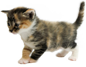 Wembley at sixteen days old, up and about, developing motor skills through early play.