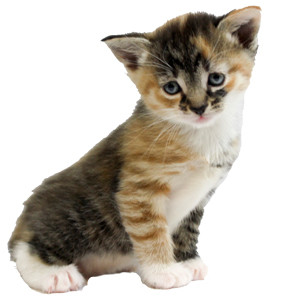 Wembley at twenty-two days old, showing fully extended ears and a sturdy posture.