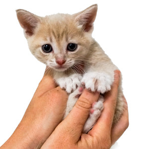 Denby at thirty-two days old, being gently handled by his caregiver, promoting socialization.