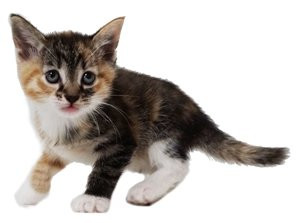 Wembley at thirty-seven days old, using her tail for balance, showcasing improved coordination.