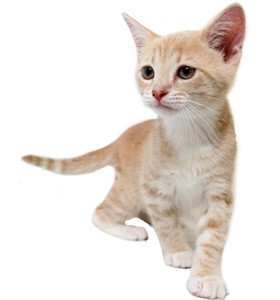 Denby at sixty days old, starting to resemble a more adult cat as his growth rate slows.