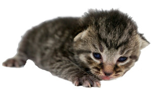 Corduroy on day nine, highlighting the distinctive bright blue eyes of a young kitten.