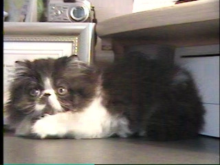 sweet cat