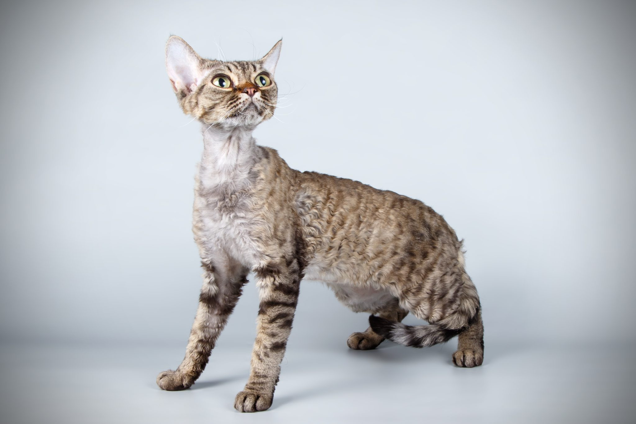 A slender Devon Rex cat with large ears poses sideways, showcasing its short, curly coat.