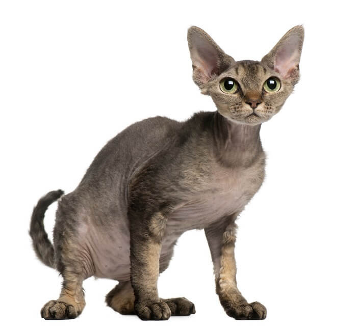 Endearing Devon Rex cat with large, elf-like ears and curly coat, showcasing its playful and mischievous expression.