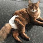 Cat wearing a nappy