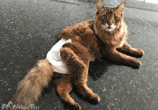 Cat wearing a nappy