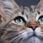 Worried cat owner observing their feline companion's watery eyes, highlighting the question of why cats cry and the importance of veterinary checkups.