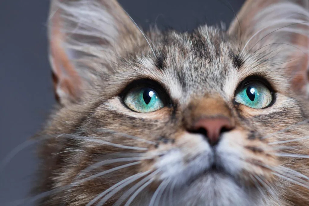 Worried cat owner observing their feline companion's watery eyes, highlighting the question of why cats cry and the importance of veterinary checkups.