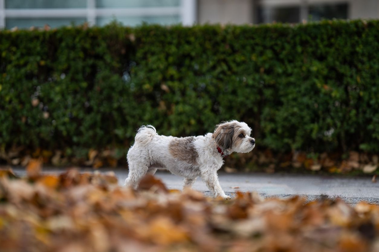 What to do if my dog has arthritis - An older-looking small dog walking on the sidewalk, with out-of-focus fallen leaves in the foreground.