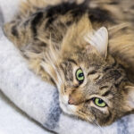 domestic longhair tabby cat resting on a blue and white blanket