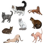 Step-by-step cat drawing tutorial