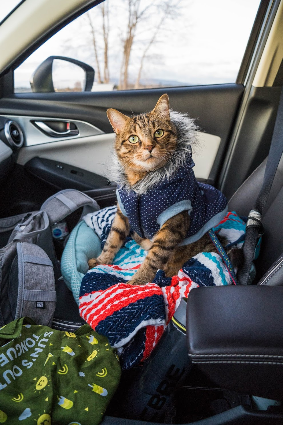 Cat in car 1