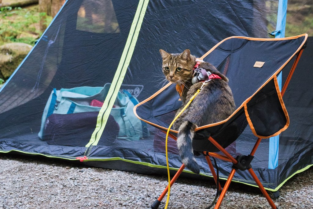 Guide: How to Camp With Your Cats