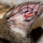 Swollen ear pinna of a cat with ear hematoma, a condition caused by head shaking due to ear mites, requiring veterinary treatment.