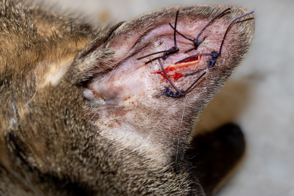 Swollen ear pinna of a cat with ear hematoma, a condition caused by head shaking due to ear mites, requiring veterinary treatment.