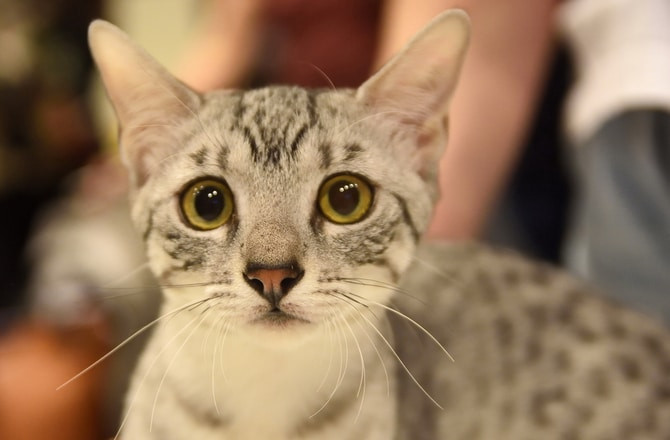 An Egyptian Mau cat with silver fur and striking green eyes, looking directly at the camera.