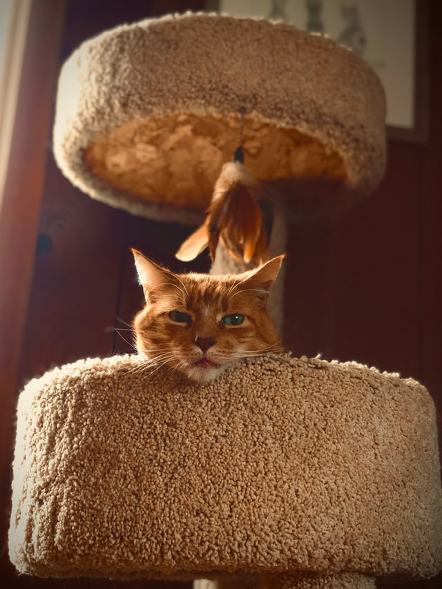 An orange tabby resting on a cat tree
