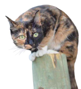 Magnetic cat door mechanism
