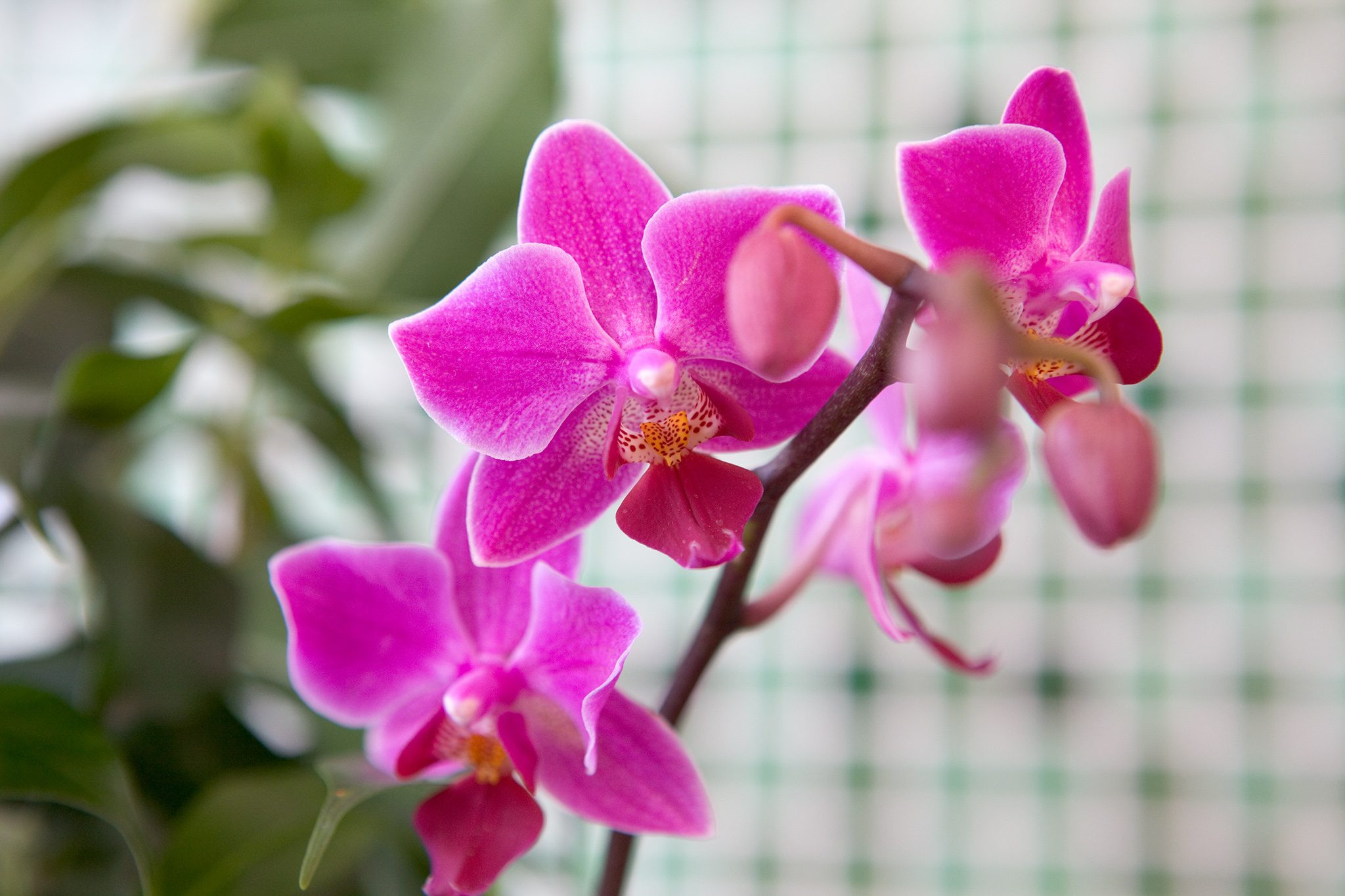 Moth orchid (Phalaenopsis), an elegant and easy to grow cat-safe flowering houseplant.