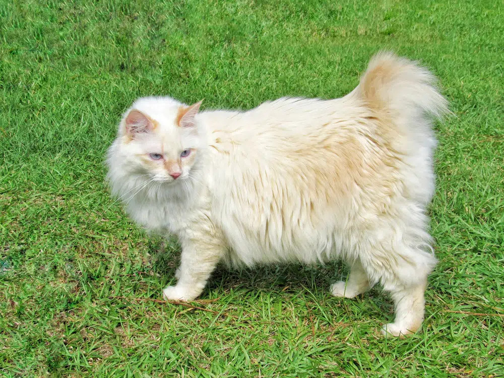 A playful Fawn American Bobtail cat with a short, bobbed tail and tufted ears, exhibiting a curious and alert expression.