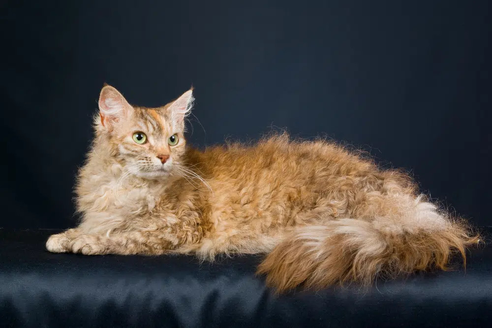 A unique Fawn LaPerm cat with curly fur, and a curious, engaging expression, highlighting its distinctive coat.