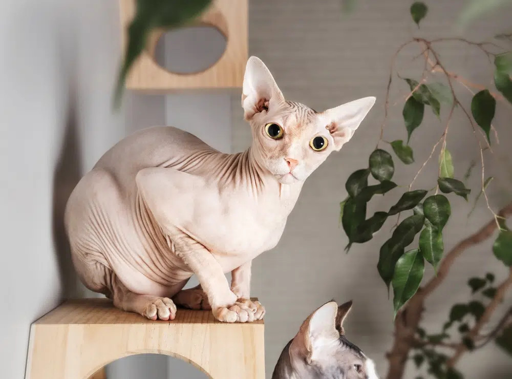 A unique Fawn Sphynx cat with wrinkled, hairless skin, and large, expressive eyes, showcasing its distinctive appearance.