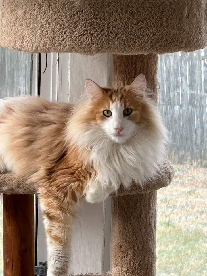 A close-up of an amber Norwegian Forest Cat kitten, highlighting the color transformation of its coat.