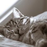 grey tabby cat sleeping