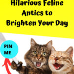 A playful tabby cat with a funny expression, promoting humorous feline videos