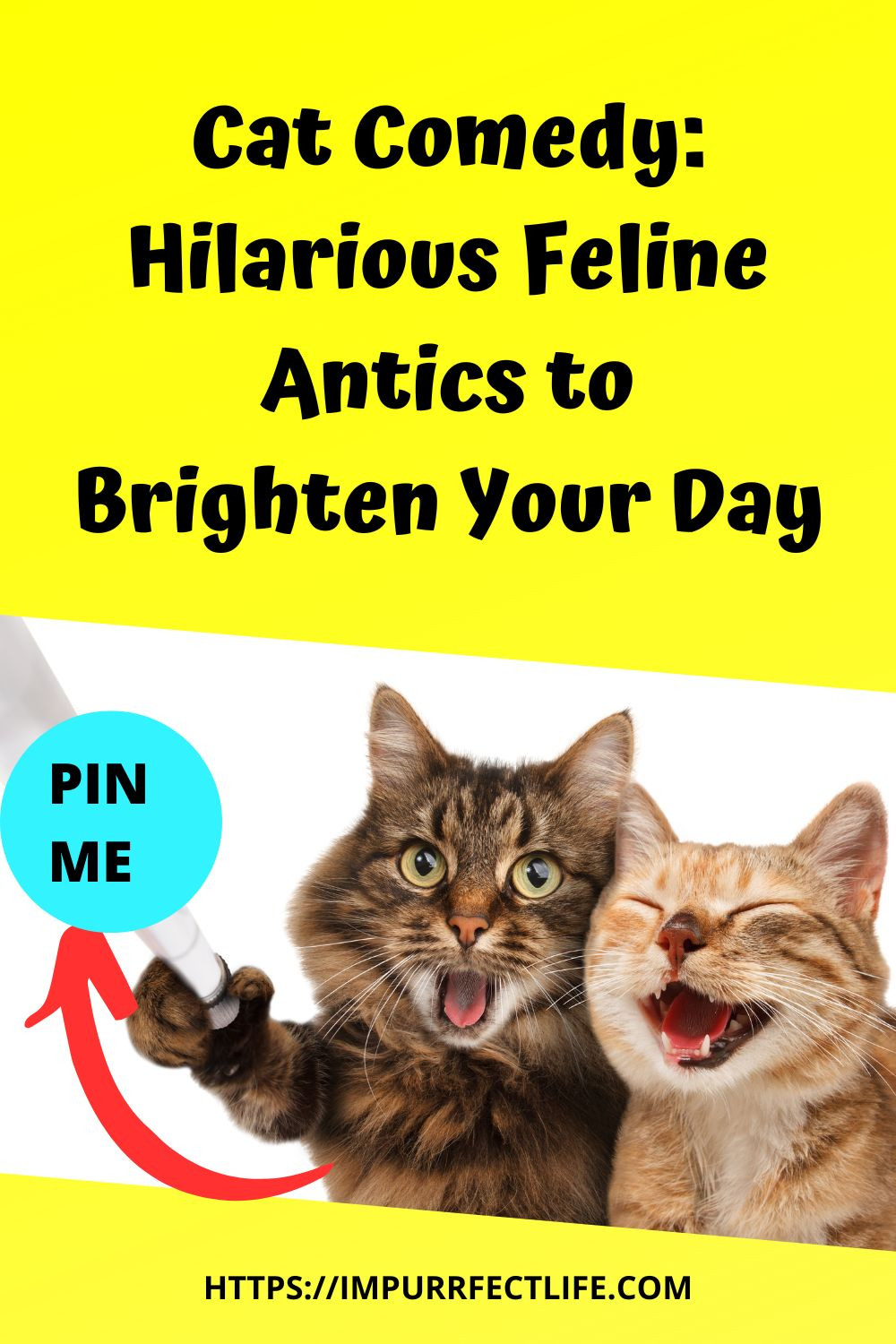 A playful tabby cat with a funny expression, promoting humorous feline videos