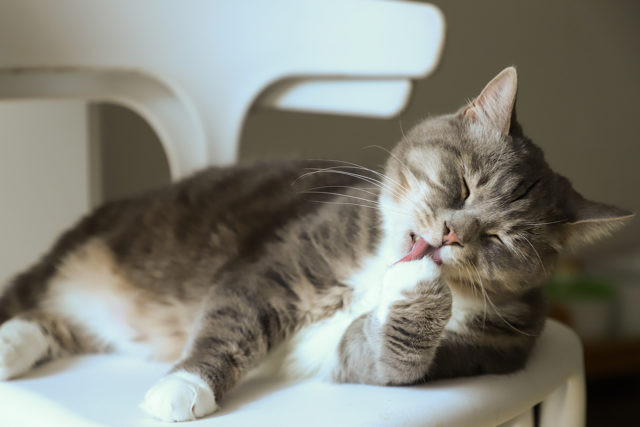 A tabby cat licking its paw