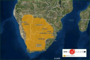 Black-footed cat range map showcasing distribution across Southern Africa