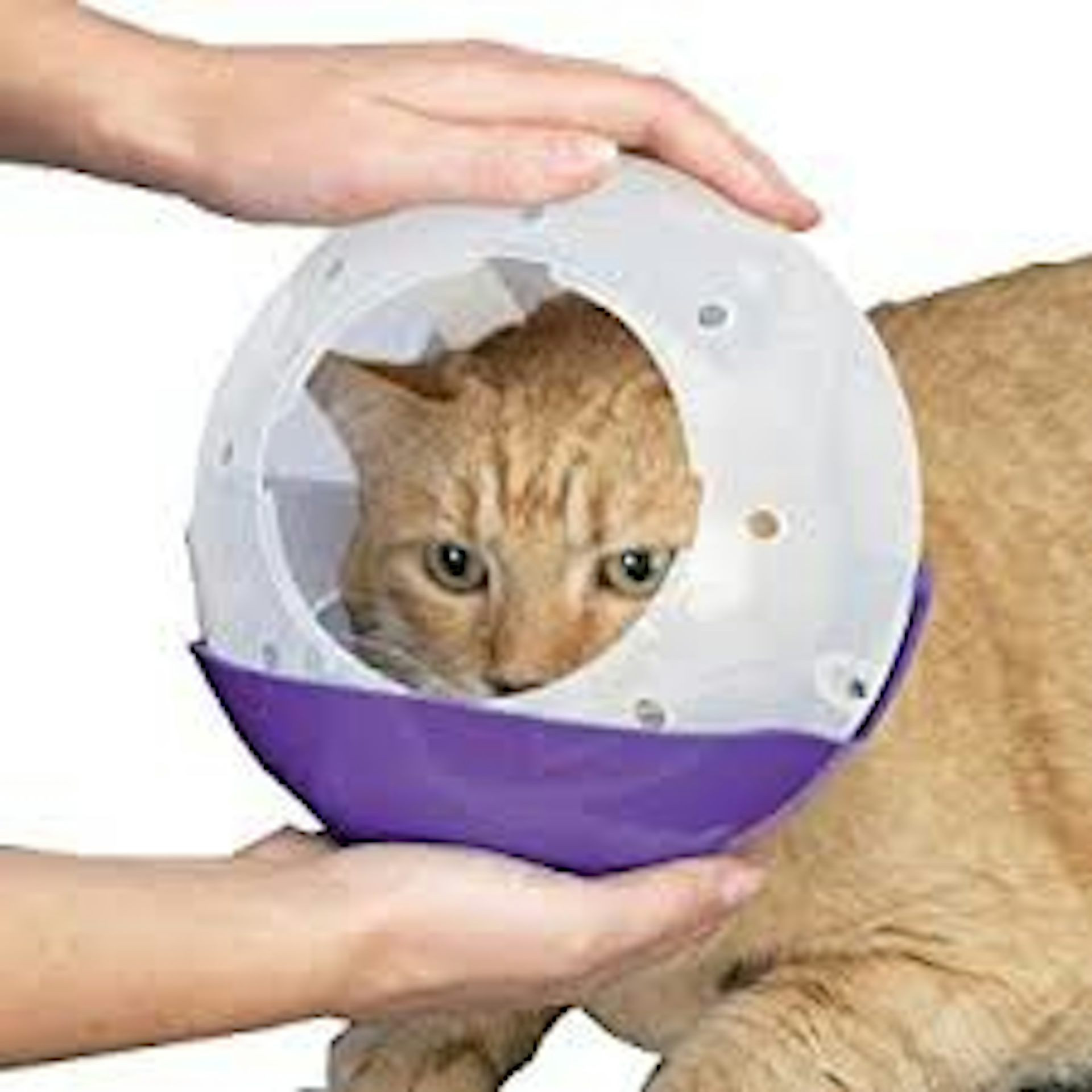 Cat wearing an air muzzle, a better design that allows for breathing, visibility, and reduces stress during veterinary procedures.