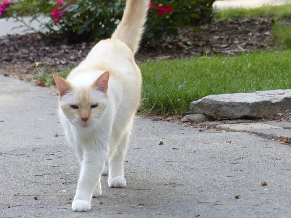 A striking Flame Point Siamese cat with a pale blonde body and reddish points, showcasing its elegant posture.