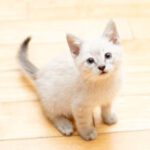 Rewarding experience of fostering cats near me: a person lovingly pets their foster tabby cat.