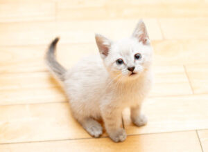 Rewarding experience of fostering cats near me: a person lovingly pets their foster tabby cat.