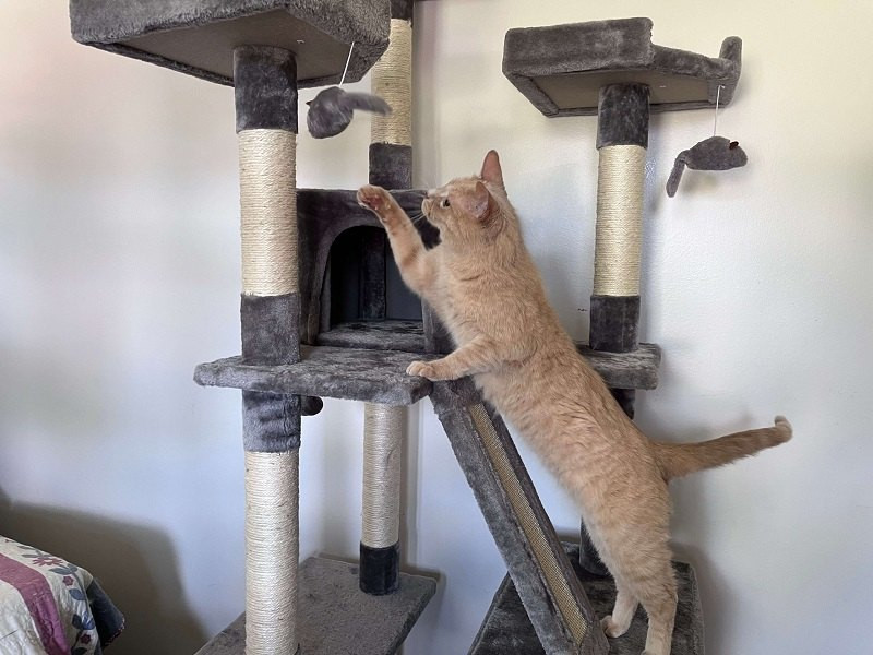 Frisco 72-in Faux Fur Cat Tree, ideal for large breeds